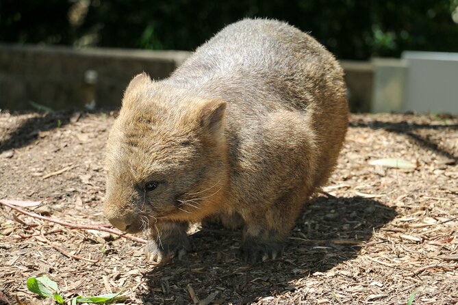 Cleland Wildlife Park Experience - from Adelaide including Mt Lofty Summit - Following the self-discovery trails