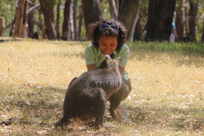Cleland Wildlife Park Experience - from Adelaide including Mt Lofty Summit - What the small group adds