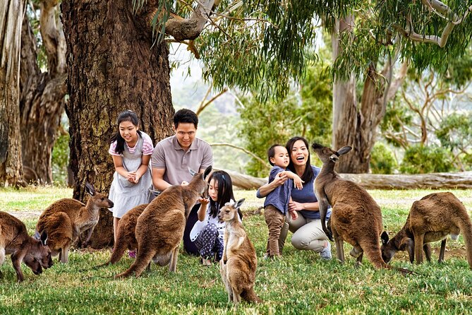 Cleland Wildlife Park Experience - from Adelaide including Mt Lofty Summit - Mount Lofty Summit after the animals