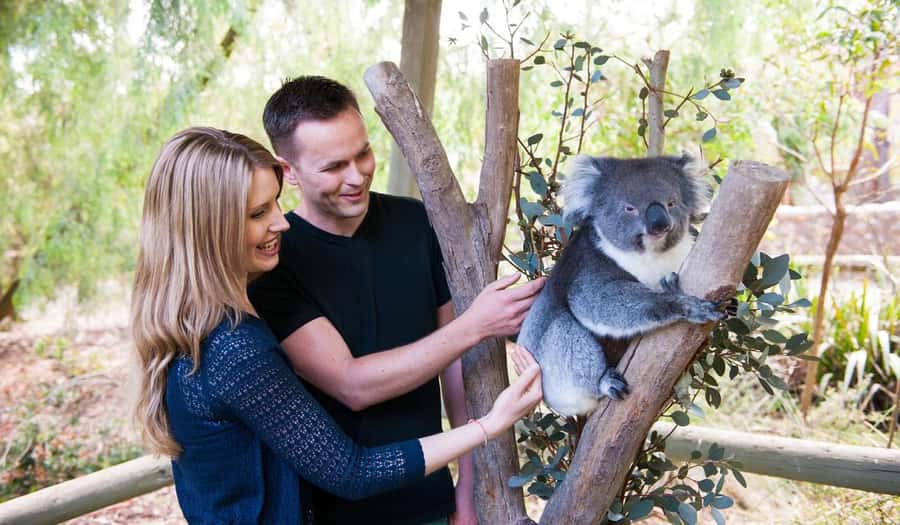 Cleland Wildlife Park Experience with Mount Lofty Summit - Key points to know before booking