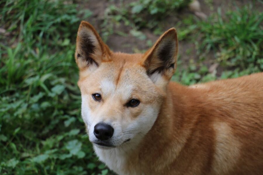 Cleland Wildlife Park Experience with Mount Lofty Summit - Who will enjoy this Cleland day tour?