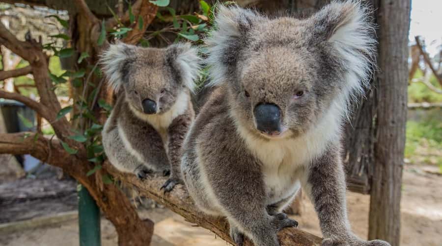 Cleland Wildlife Park Experience with Mount Lofty Summit - From Adelaide to the high point of the Mount Lofty Ranges