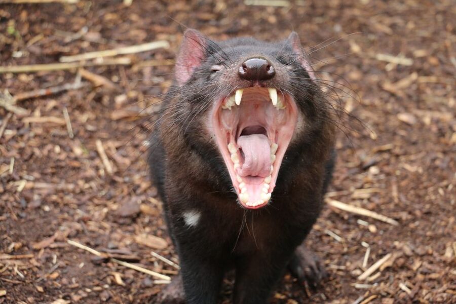Cleland Wildlife Park Experience with Mount Lofty Summit - Food, timing, and what to bring