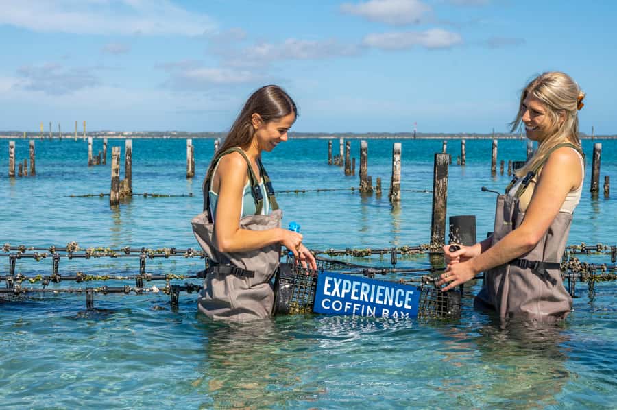Coffin Bay: Oyster Farm Boat Tour with Wading & 12 Oysters - Walking among the oyster beds in waders