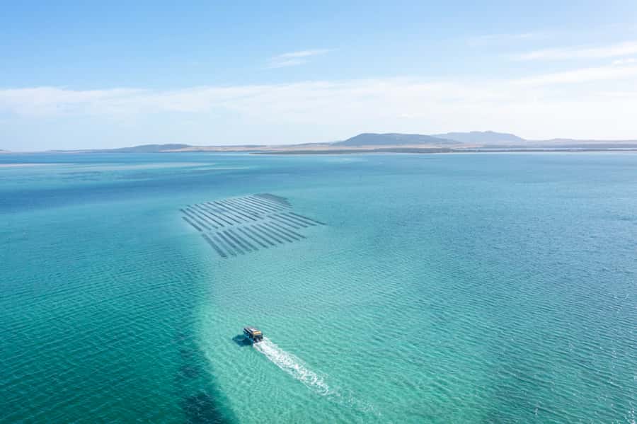 Coffin Bay: Oyster Farm Boat Tour with Wading & 12 Oysters - Learning how Coffin Bay oysters are produced