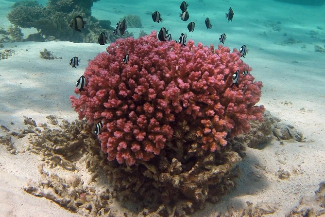 Coral Bay 1-Hour Coral Viewing - Reef conditions and the important catch