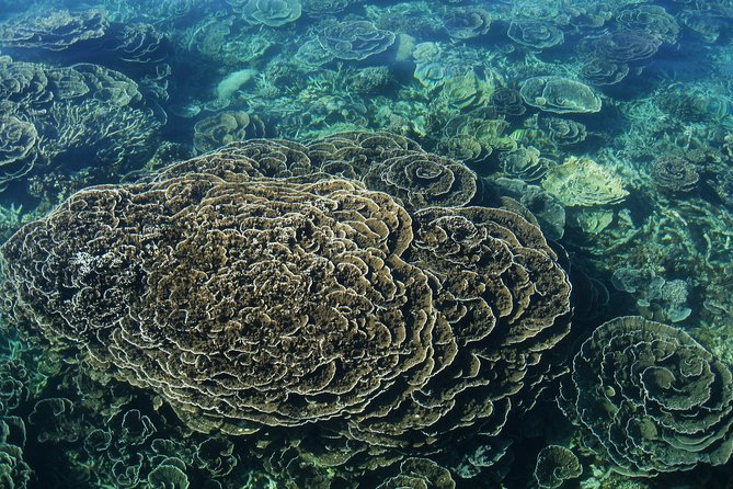 Coral Bay 1-Hour Coral Viewing - Is $251 good value for one hour?