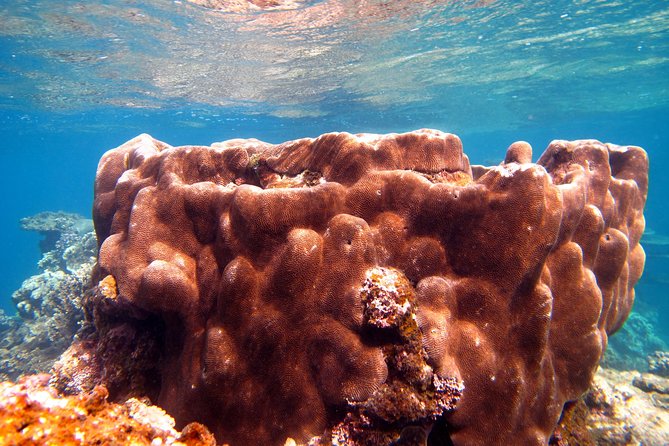 Coral Bay 1-Hour Coral Viewing - Comfort, group atmosphere, and family considerations