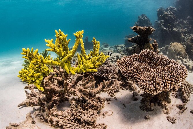Coral Bay 2-Hour Coral Viewing and Snorkeling - Group size and the feel of the outing