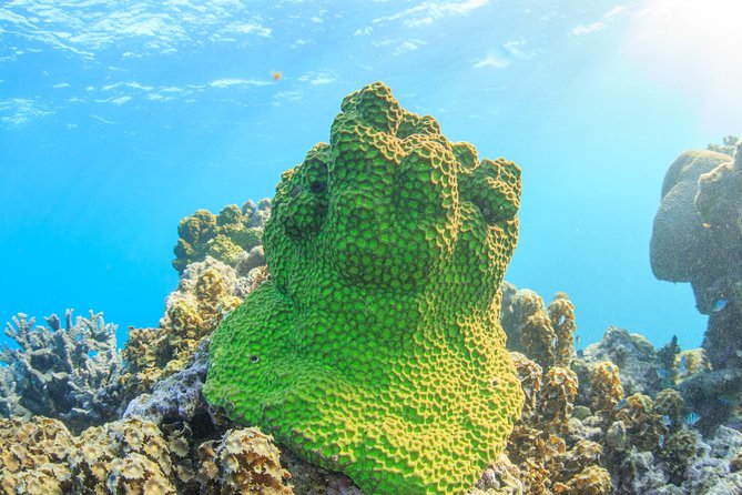 Coral Bay: 2-Hour Coral Viewing and Snorkeling - Meeting at 30 Robinson Street and reaching the beach