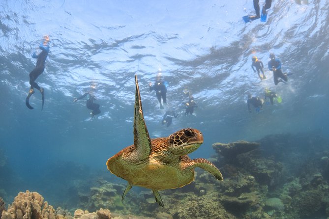 Coral Bay 3-Hour Turtle Ecotour - Searching for turtles in their feeding areas
