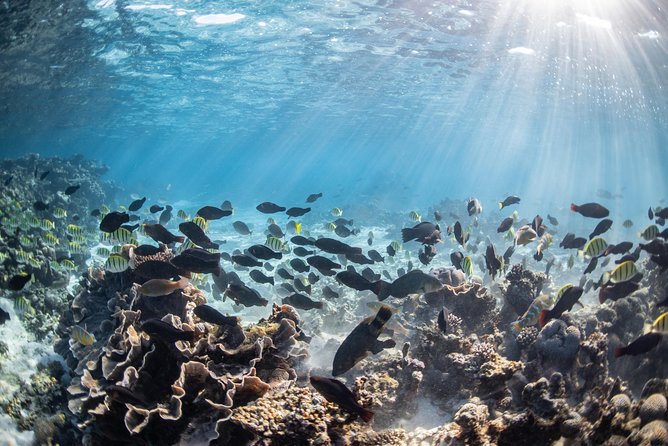 Coral Bay 3-Hour Turtle Ecotour - Two snorkeling sites, coral, and fish feeding