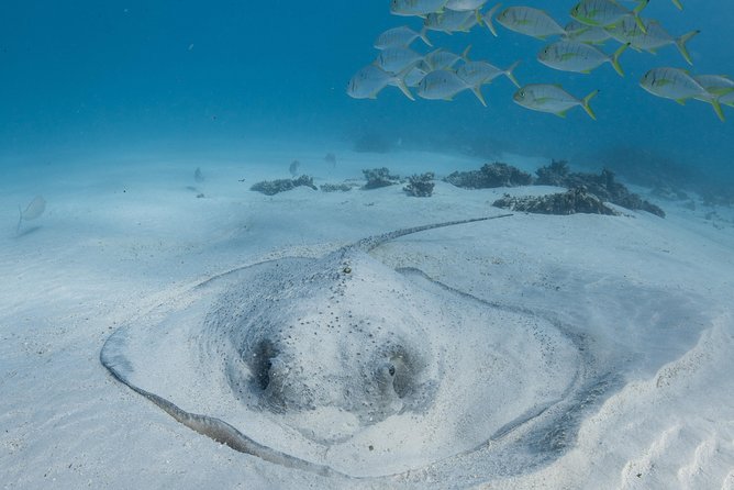 Coral Bay 3-Hour Turtle Ecotour - Is the $466 price good value?