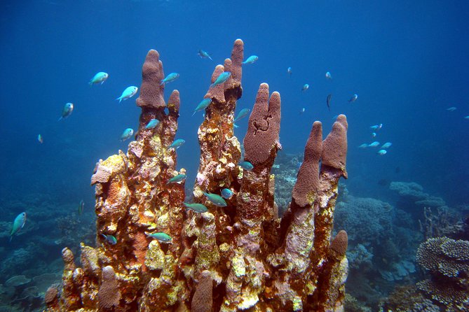 Coral Bay 3-Hour Turtle Ecotour - What the glass-bottom boat adds