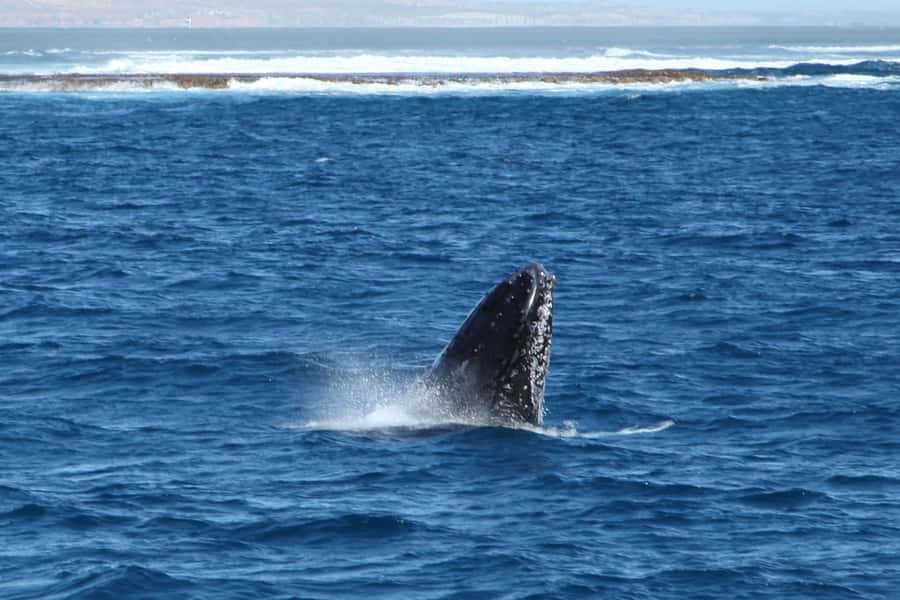 Coral Bay: 3-Hour Whale Watching Experience - Key points to know before you book