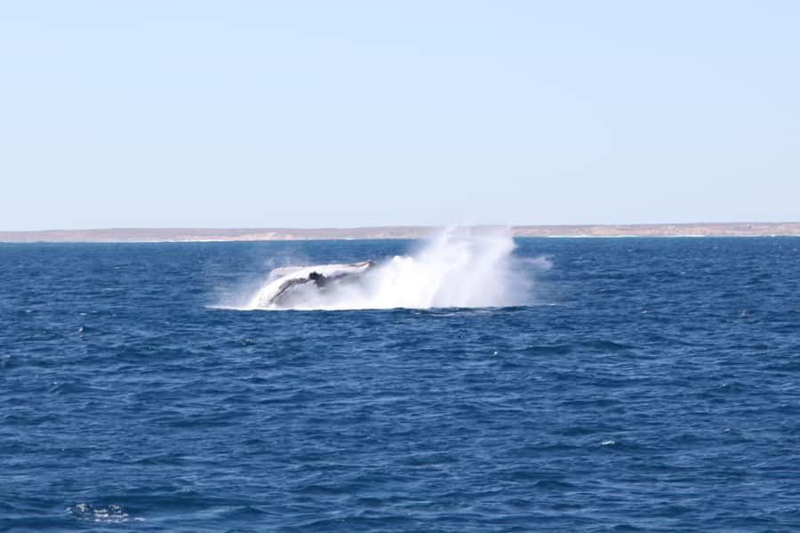 Coral Bay: 3-Hour Whale Watching Experience - Setting out from Coral Bay for Ningaloo Reef