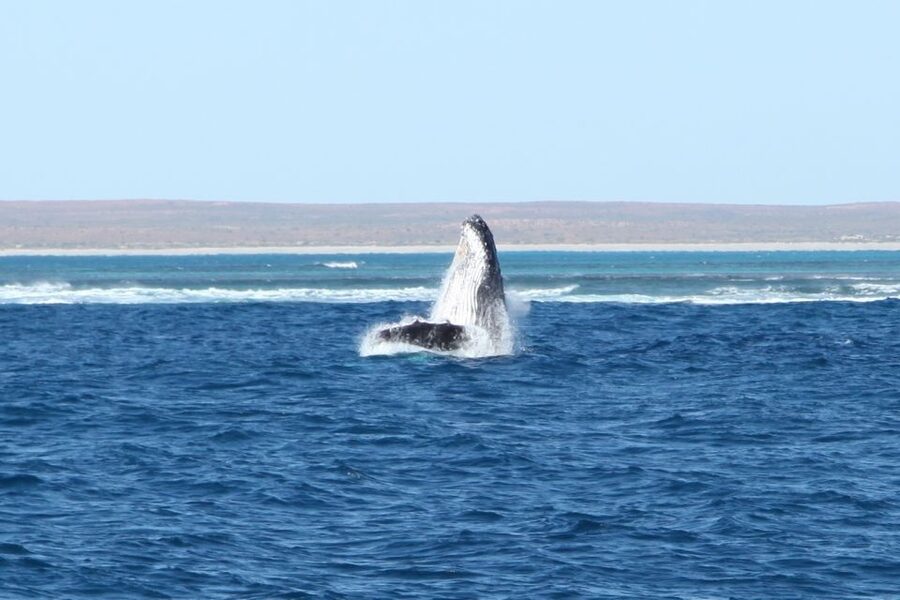 Coral Bay: 3-Hour Whale Watching Experience - The boat, food, and champagne