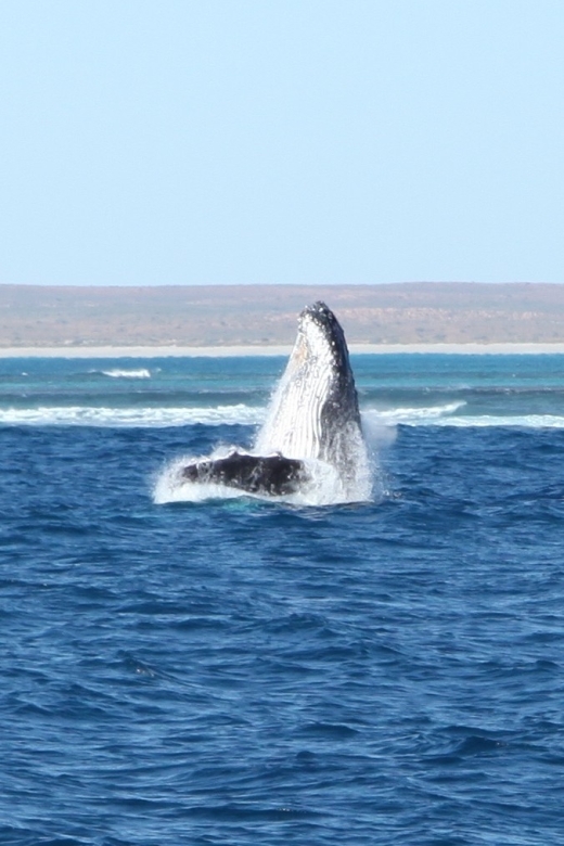 Coral Bay: 3-Hour Whale Watching Experience - Who will enjoy this Coral Bay cruise most