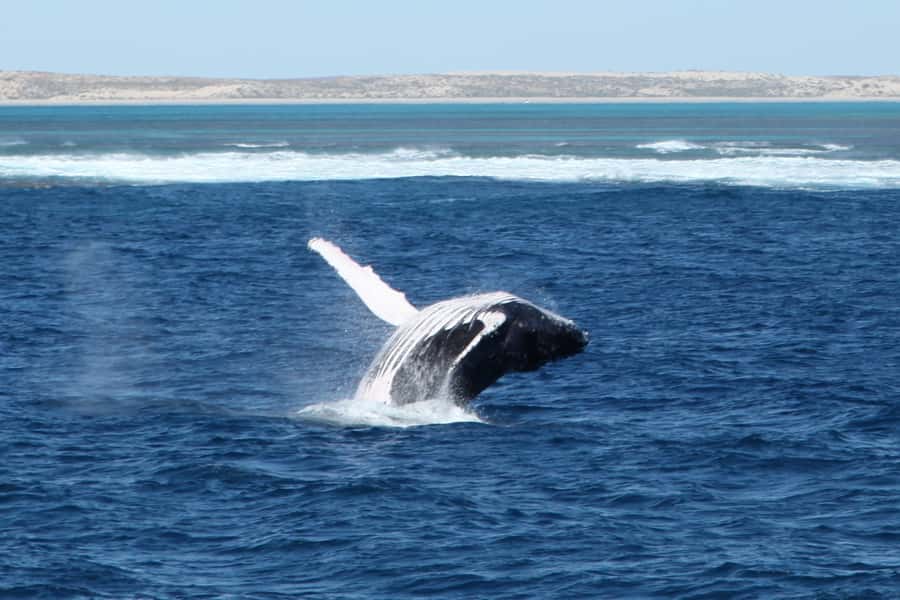 Coral Bay: 3-Hour Whale Watching Experience - Finding humpback whales between June and October
