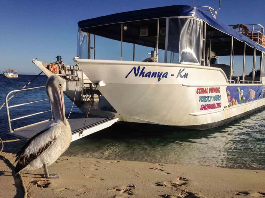 Coral Bay Glass-Bottom Boat Tour - Meeting the boat at Coral Bay beach