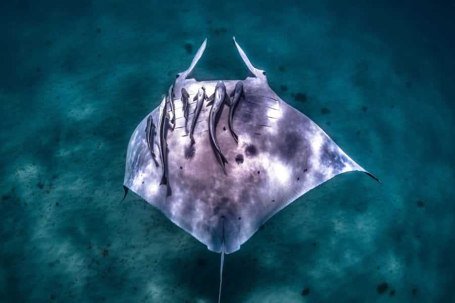 Coral Bay: Marine Eco Safari - Swim With Manta Rays - Why this Ningaloo Reef safari is special