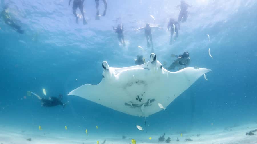 Coral Bay: Marine Eco Safari - Swim With Manta Rays - First snorkel: coral gardens and reef sharks