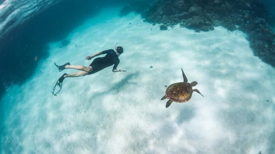 Coral Bay: Ningaloo Reef 3-Hour Turtle Ecotour - Key points before you book