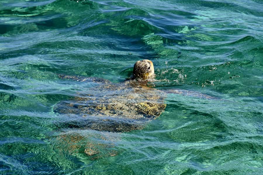 Coral Bay: Ningaloo Reef 3-Hour Turtle Ecotour - Why the glass-bottom boat matters at Ningaloo Reef