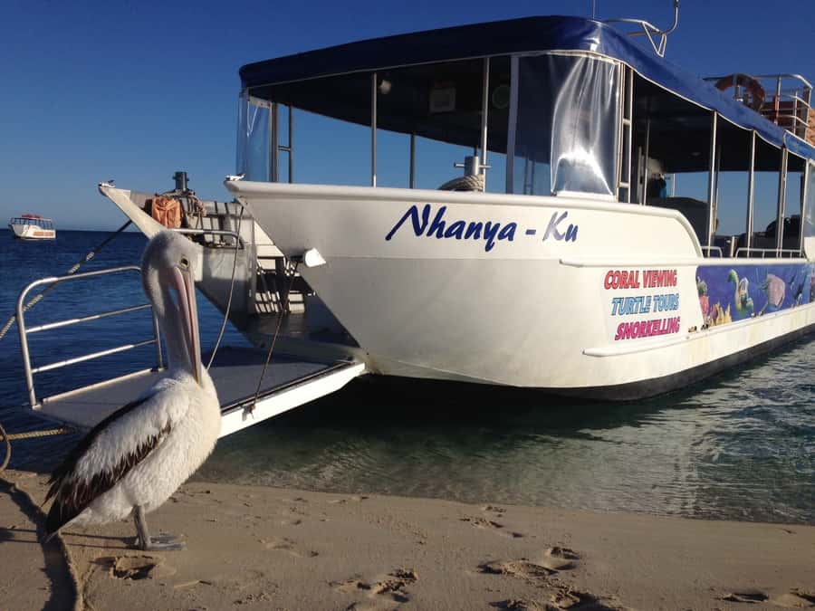 Coral Bay: Ningaloo Reef 3-Hour Turtle Ecotour - Finding Green Sea Turtles at the feeding area