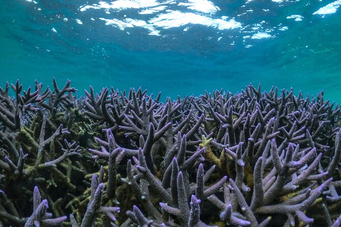 Coral By Kayak - Ningaloo Reef Half Day Kayak & Snorkel Tour - Why kayaking gives Ningaloo Reef a different look