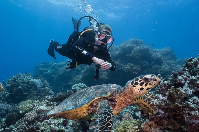 Coral Sea Dreaming Overnight Dive, Snorkel and Sail - Why the small Coral Sea Dreaming boat matters