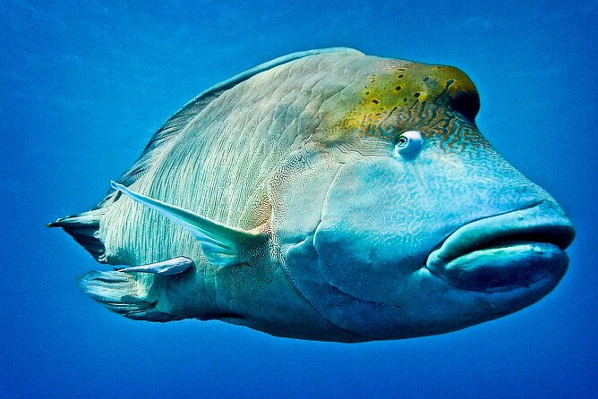 Coral Sea Dreaming Overnight Dive, Snorkel and Sail - Day two brings a new reef site