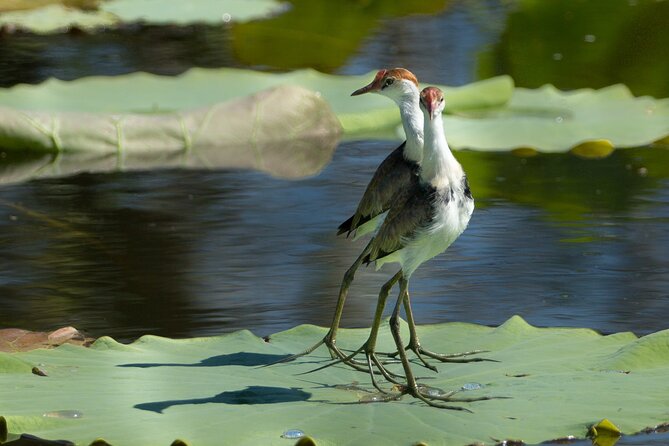 Corroboree Billabong 2.5 hour Lunch Cruise - What happens during the 2.5-hour cruise