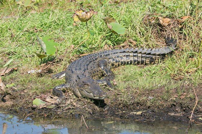 Corroboree Billabong 2.5 hour Lunch Cruise - Who will enjoy this outing most?