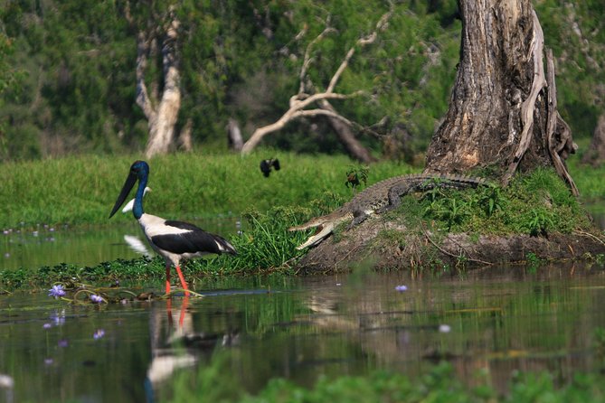 Corroboree Billabong Wetland Cruises - 1.5 hour Morning cruise - Key points at a glance