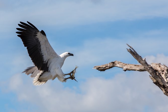 Corroboree Billabong Wetland Cruises - 1.5 hour Morning cruise - A 90-minute route with plenty packed into it