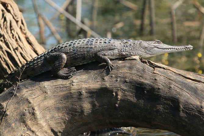 Corroboree Billabong Wetland Cruises - 1.5 hour Morning cruise - The guides are a major part of the experience