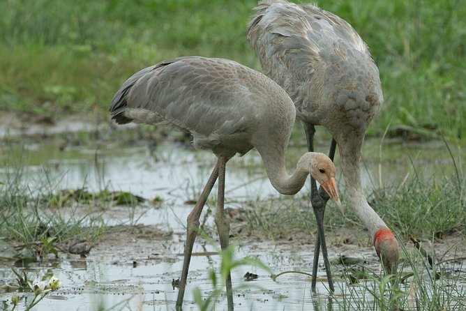 Corroboree Billabong Wetland Cruises - 1.5 hour Morning cruise - Why the $53.79 price can be good value