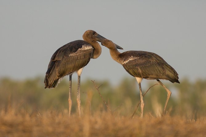 Corroboree Billabong Wetland Cruises - 1.5 hour Morning cruise - Who will enjoy this cruise most