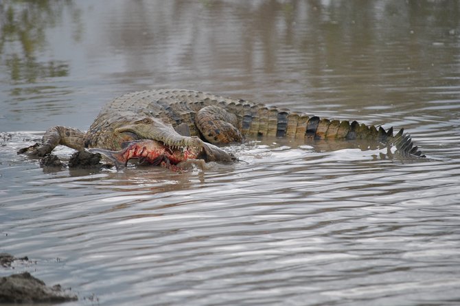 Corroboree Billabong Wetland Cruises - 1.5 hour Morning cruise - Practical details before you book