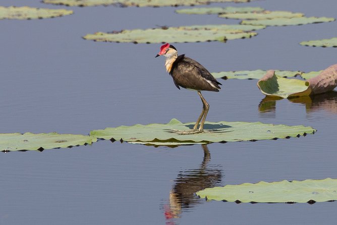 Corroboree Billabong Wetland Cruises - 1.5 hour Morning cruise - What you can see from the open-air boat