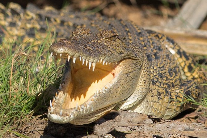 Corroboree Billabong Wetland Cruises - 2 hour Sunset Cruise - Guide style and group size