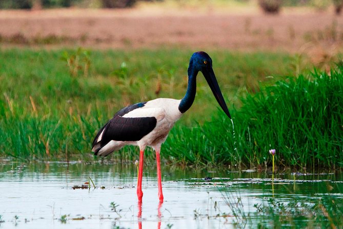 Corroboree Billabong Wetland Cruises - 2 hour Sunset Cruise - Entering the Mary River Wetlands