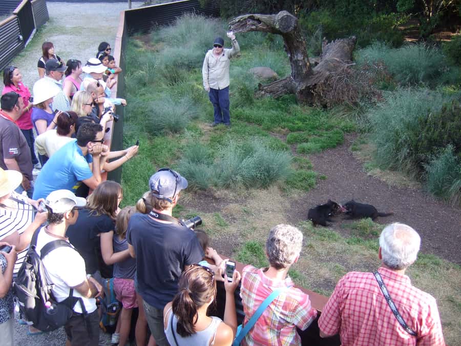 Cradle Mountain: After Dark Tasmanian Devil Feeding Tour - Key points to know before booking
