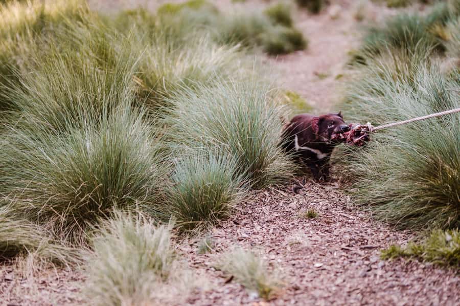 Cradle Mountain: After Dark Tasmanian Devil Feeding Tour - Why after-dark feeding is the right time