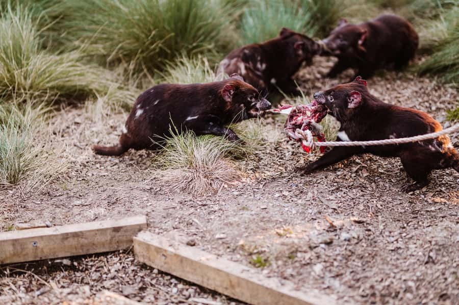 Cradle Mountain: After Dark Tasmanian Devil Feeding Tour - The self-guided sanctuary visit