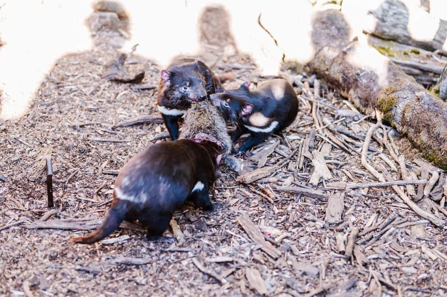 Cradle Mountain: After Dark Tasmanian Devil Feeding Tour - Walking through the enclosures at feeding time