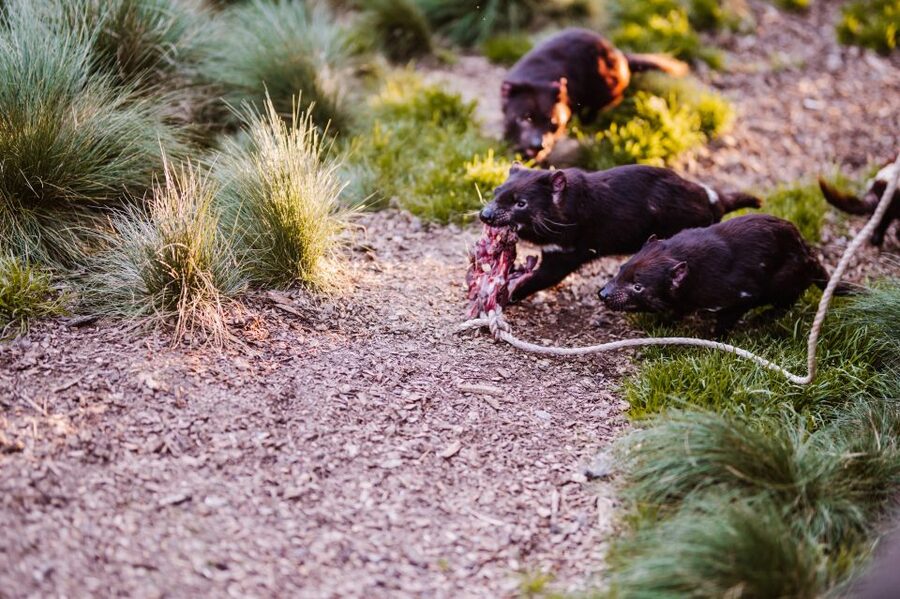Cradle Mountain: After Dark Tasmanian Devil Feeding Tour - What you learn about conservation