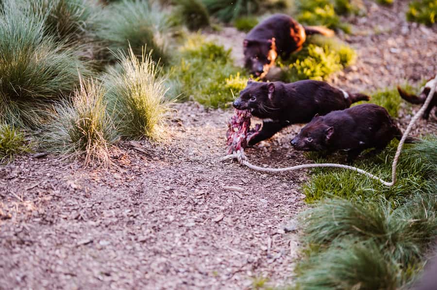 Cradle Mountain: After Dark Tasmanian Devil Feeding Tour - Weather, warmth, and comfort