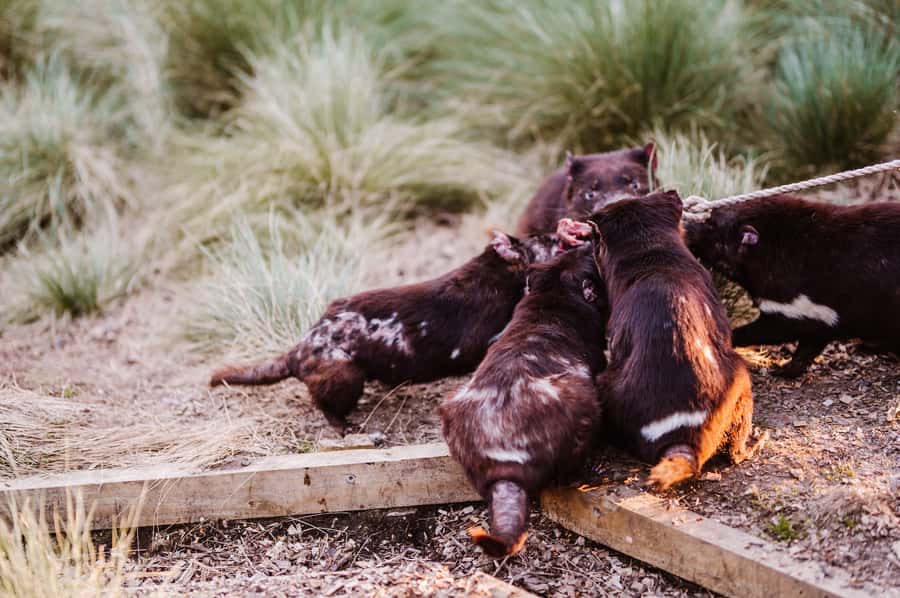 Cradle Mountain: After Dark Tasmanian Devil Feeding Tour - Is the pace suitable for families?